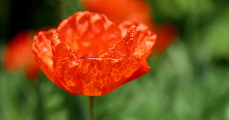 Hortensien trocknen: So bleiben die Blüten ewig schön