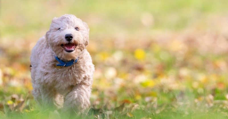 Bichon Frise: Der fröhliche Begleiter für Familien
