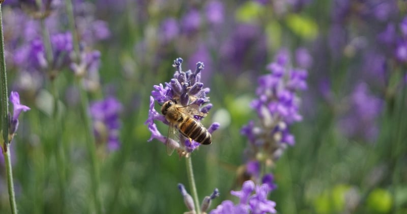 Lavendel Stecklinge ziehen: So gelingt die Vermehrung garantiert