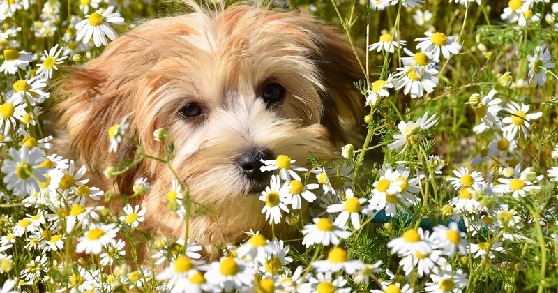 Gibt es braune Bichon Frisés?
