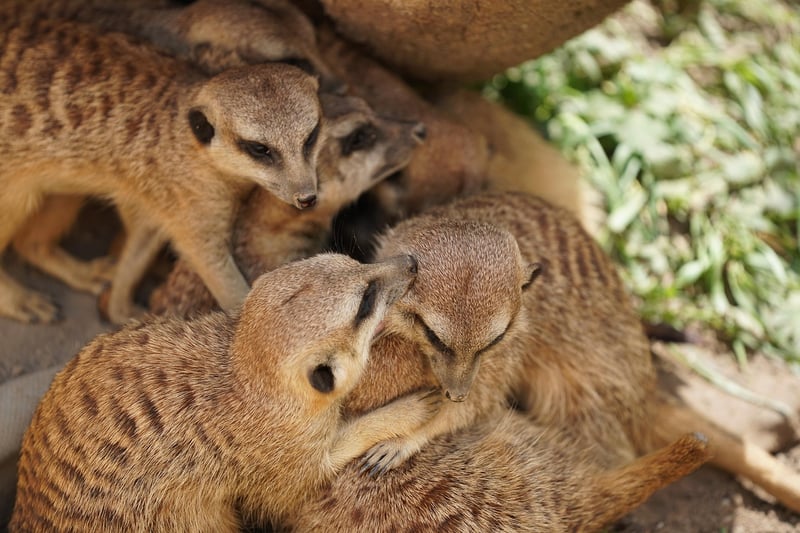 suricate