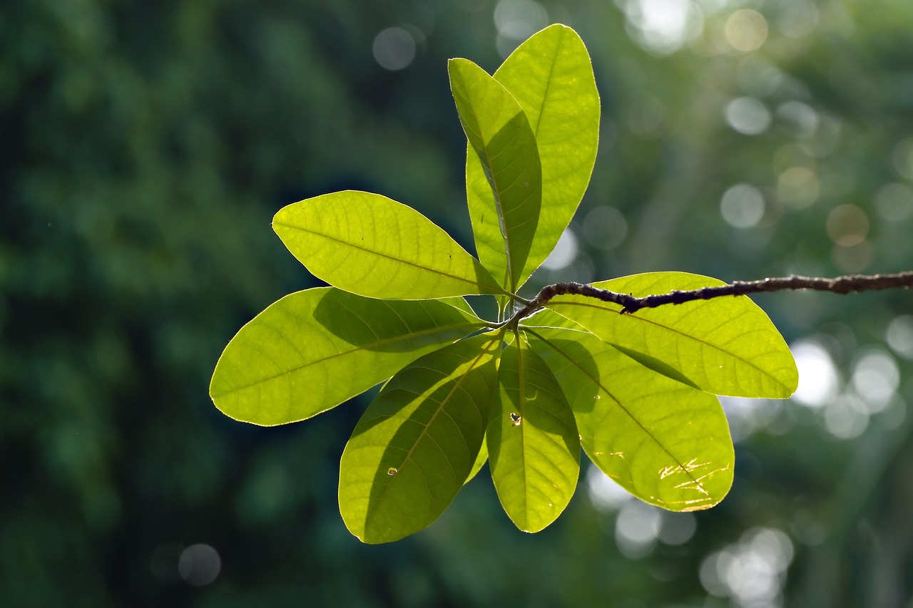 entdecken sie umweltfreundliche taufen, die tradition und nachhaltigkeit vereinen. feiern sie diesen besonderen anlass mit ökologischen materialien, grünen ideen und einem bewussten ansatz, der sowohl der natur als auch ihrem kind zugutekommt.