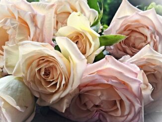 entdecken sie vielfältige geschenkideen zur taufe – von klassischen taufgeschenken bis zu personalisierten erinnerungsstücken, perfekt für jeden täufling.